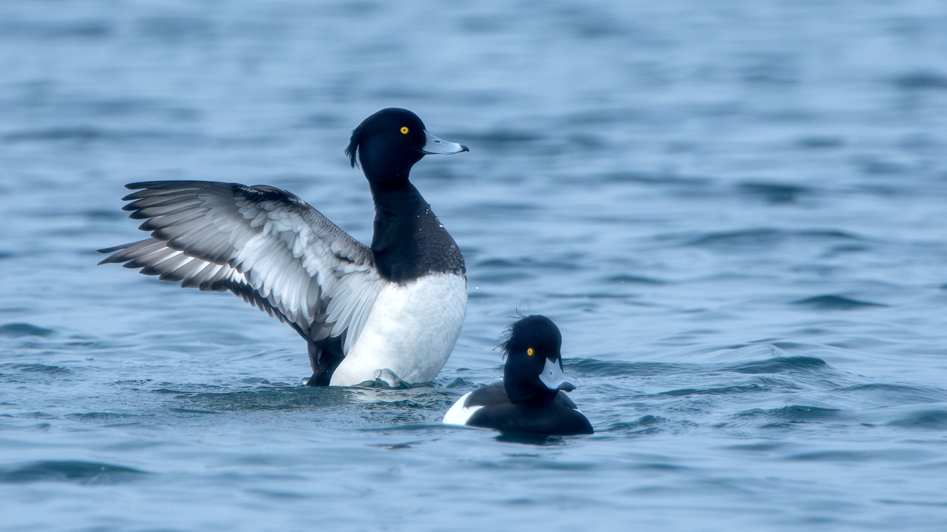 Tufted Duck